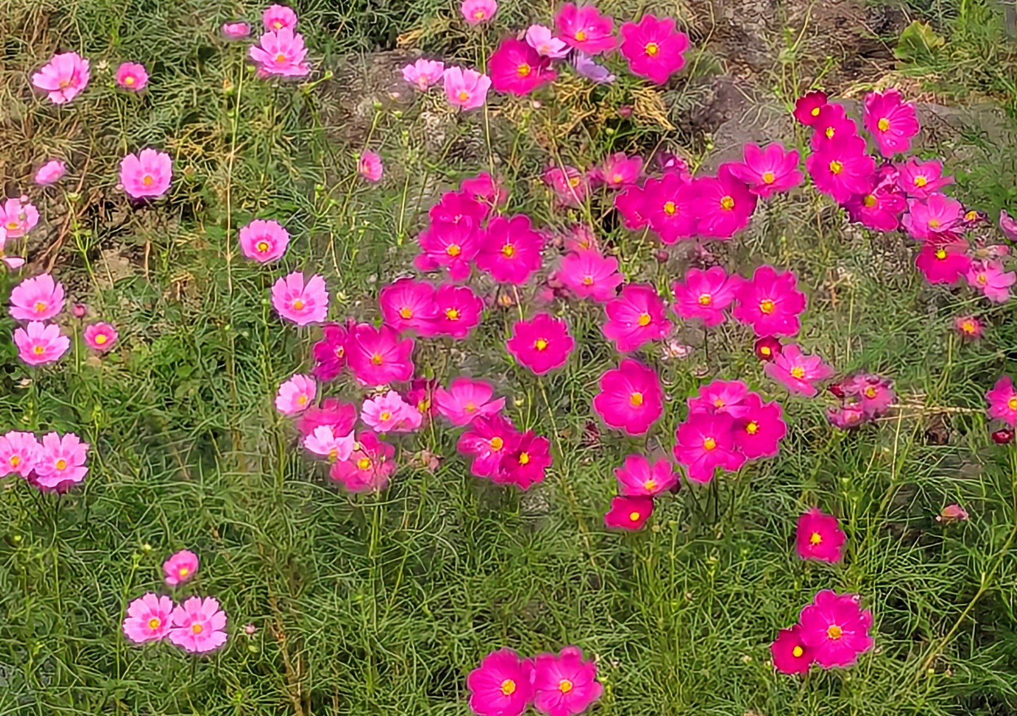 月が注ぐ花 ムーンボウ月虹gekko【幸せを運ぶ紫陽花！】5号 - 市原英次の花