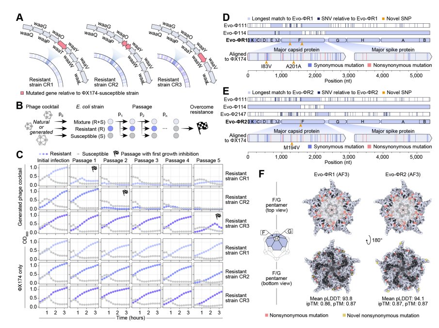 Kevin K. Yang 楊凱筌 (@kevinkaichuang) on Twitter photo Genome language models can generate new, high-fitness bacteriophages!
<a href="/samuelhking/">Samuel King</a> <a href="/driscoll_cl/">Claudia Driscoll</a> @_david_li <a href="/dan_guo_/">Daniel Guo</a>
<a href="/aditimerch/">Aditi Merchant</a> <a href="/garykbrixi/">Garyk Brixi</a> <a href="/maxewilkinson/">Max Wilkinson</a> <a href="/BrianHie/">Brian Hie</a> Genome language models can generate new, high-fitness bacteriophages!
<a href="/samuelhking/">Samuel King</a> <a href="/driscoll_cl/">Claudia Driscoll</a> @_david_li <a href="/dan_guo_/">Daniel Guo</a>
<a href="/aditimerch/">Aditi Merchant</a> <a href="/garykbrixi/">Garyk Brixi</a> <a href="/maxewilkinson/">Max Wilkinson</a> <a href="/BrianHie/">Brian Hie</a>