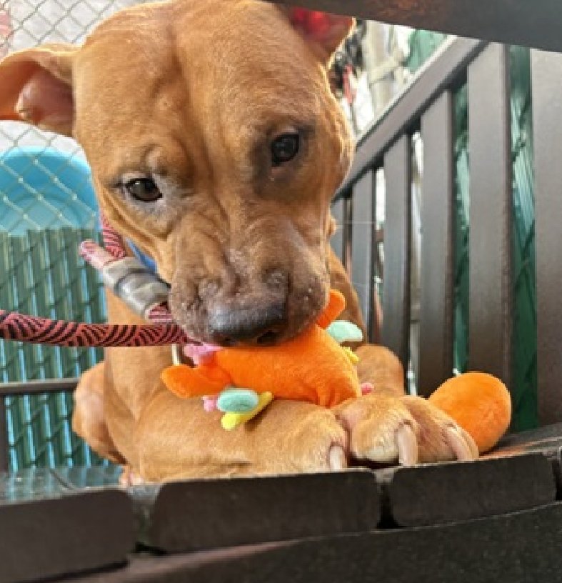 Sad, so sad
Big Iron is DEAD
#NYCACC
No more walks w/ stuffies
No more cuddles on a bench

Killed for an alleged bite
No one believes ever happened

Lovely notes from ACC 

Take a moment to mourn his life💔
Cya, tomorrow