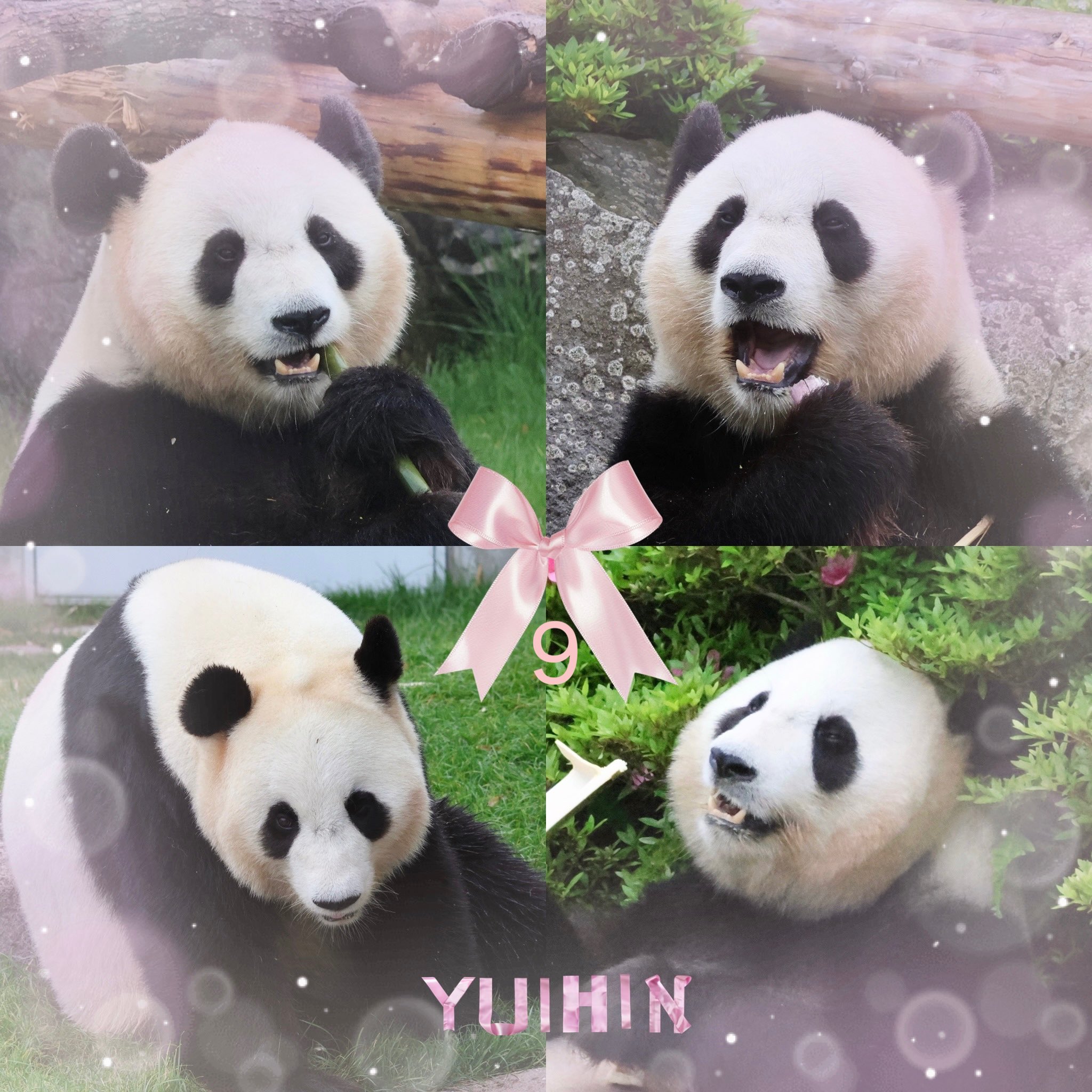 ピクニックワールド　さるパンダ被り物　4兄弟⁈ ピクニックワールドさるパンダ被り物4兄弟⁈