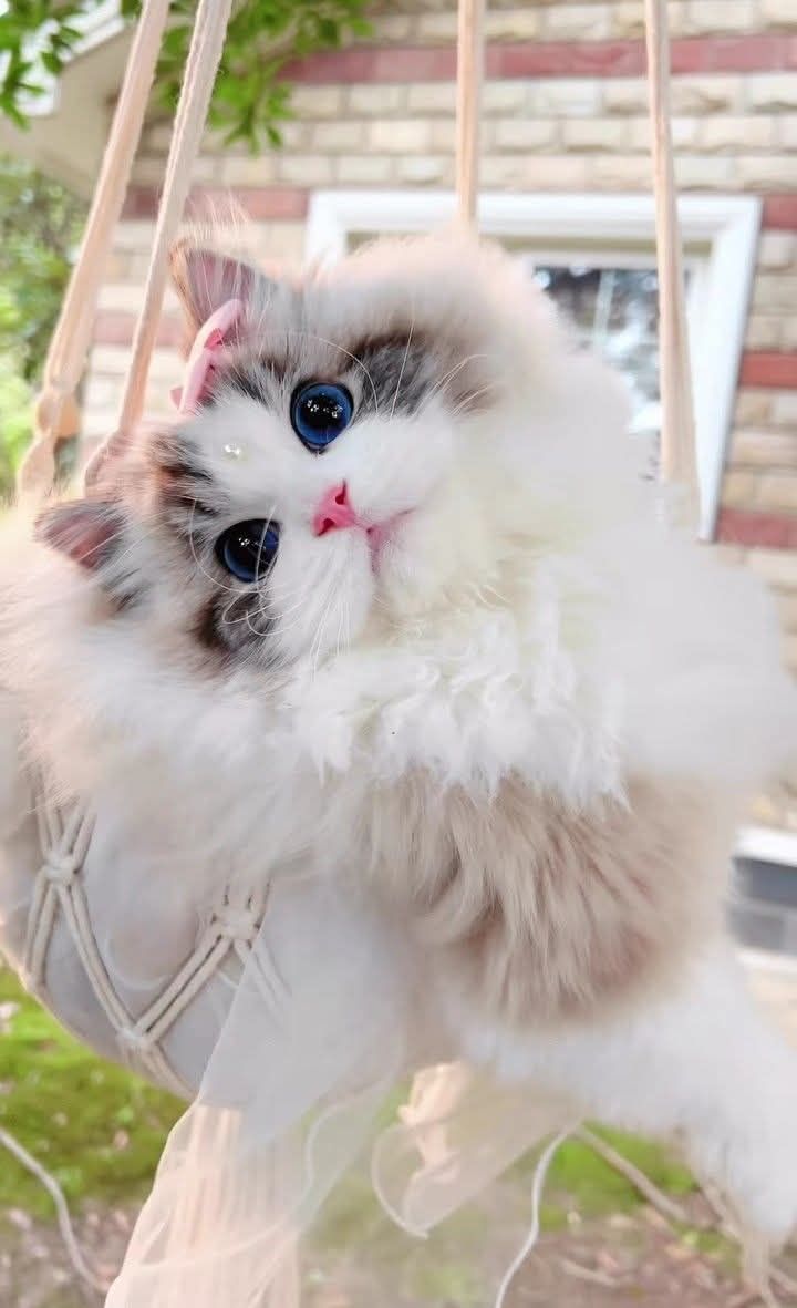 PawsOrWhiskers's tweet image. #cat