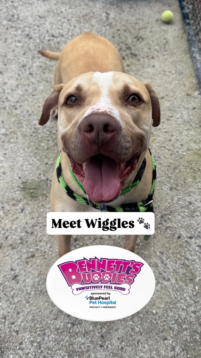 new965philly's tweet image. This week on #BennettsBuddies with the @PSPCA #sponsored by @bluepearlvet, meet Wiggles! 🐾

If you think Wiggles is the pup for you, stop by the #pspca any day from 12-6:30 PM to meet him! 🐶 Plus, check out how else you can support the PSPCA this weekend. 🥰