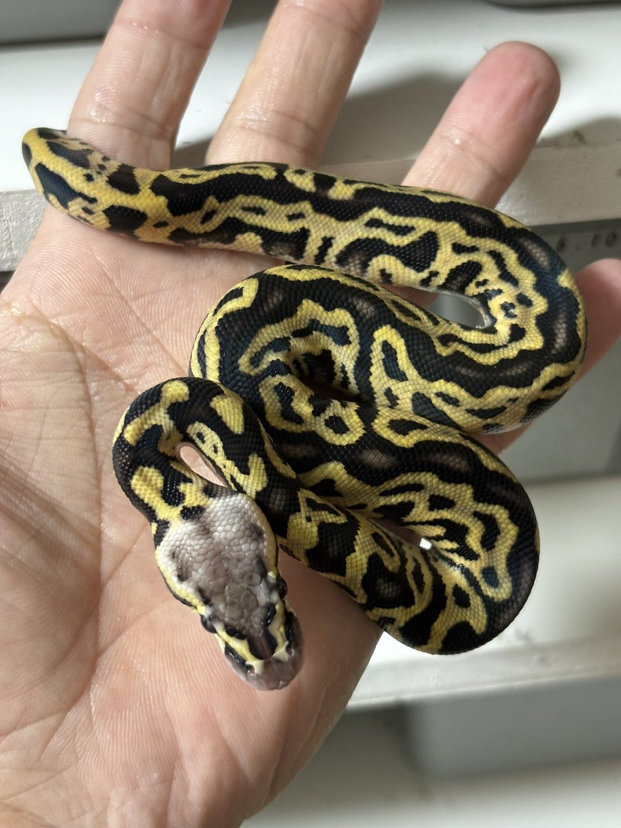 bbsmcb1's tweet image. パステルレオパード hetクラウン50%hetゴースト♂
素晴らしいレオパードです🤩