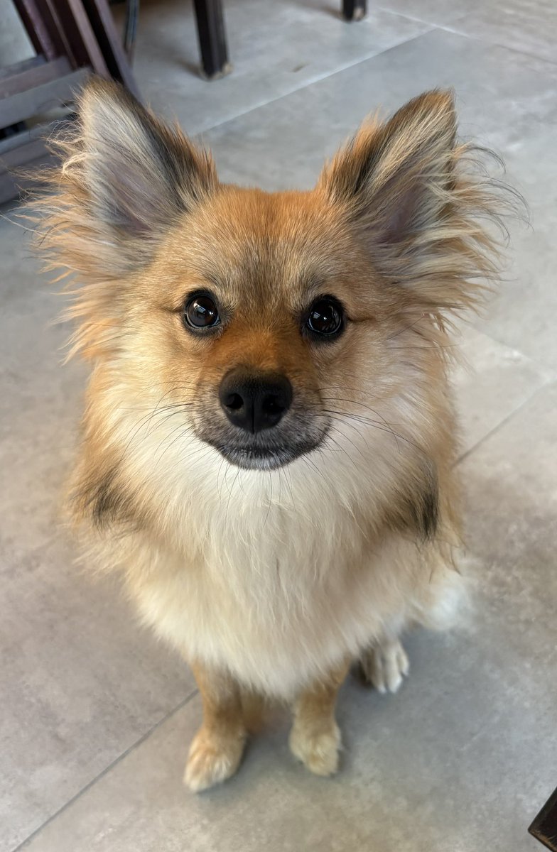 AmandaPernella's tweet photo. Olhem como ele é um neném gostoso da mamãe dele ♥️🐾 https://t.co/ahp7YERwBy