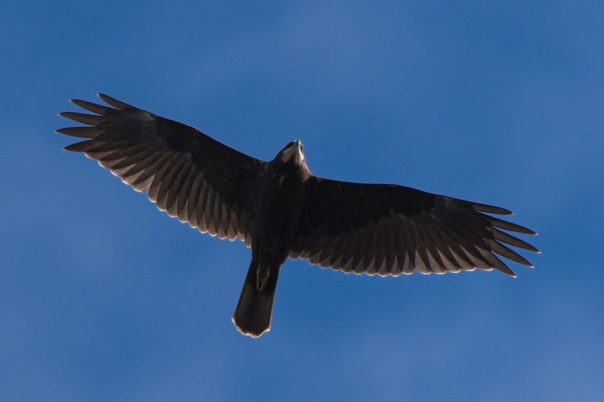 10 raptor day at Spurn yesterday! Hen Harrier, 5 Marsh Harrier, Honey Buzzard, Common Buzzard, Merlin, 2 Hobby, Osprey, 3 Sparrowhawk and 15 Kestrel with 43 counted by others. <a href="/spurnbirdobs/">Spurn Bird Observatory</a>