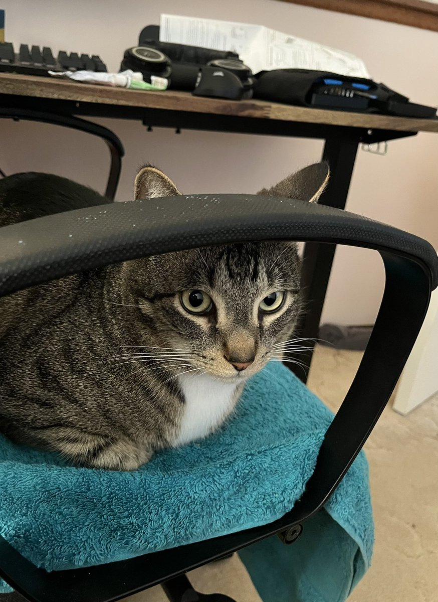 David (Aussiegrif) tweet media