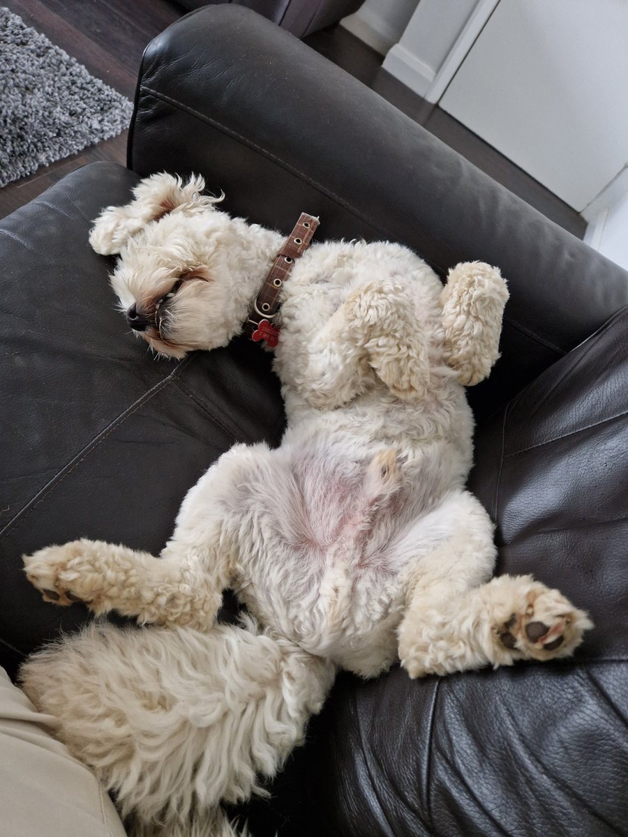 jennystape's tweet image. Snoozeling next to me Muvver 💤💤
#SleepyHead #SnoozleBeforeBed 
#BovverBoys #BovverBoysForever