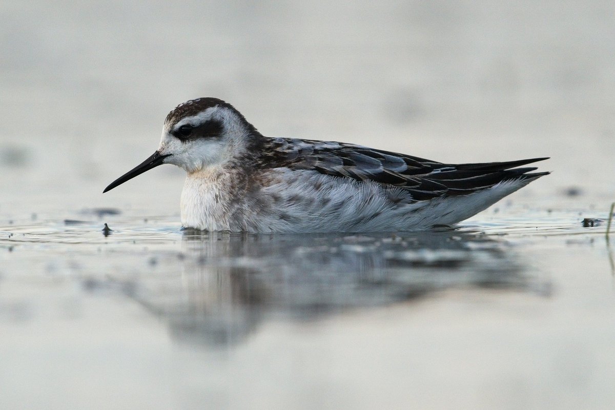Double Phalarope day today at Spurn! Grey Phalarope south past the Crown and Anchor before seeing this Red-necked on Easington Lagoons! <a href="/spurnbirdobs/">Spurn Bird Observatory</a>