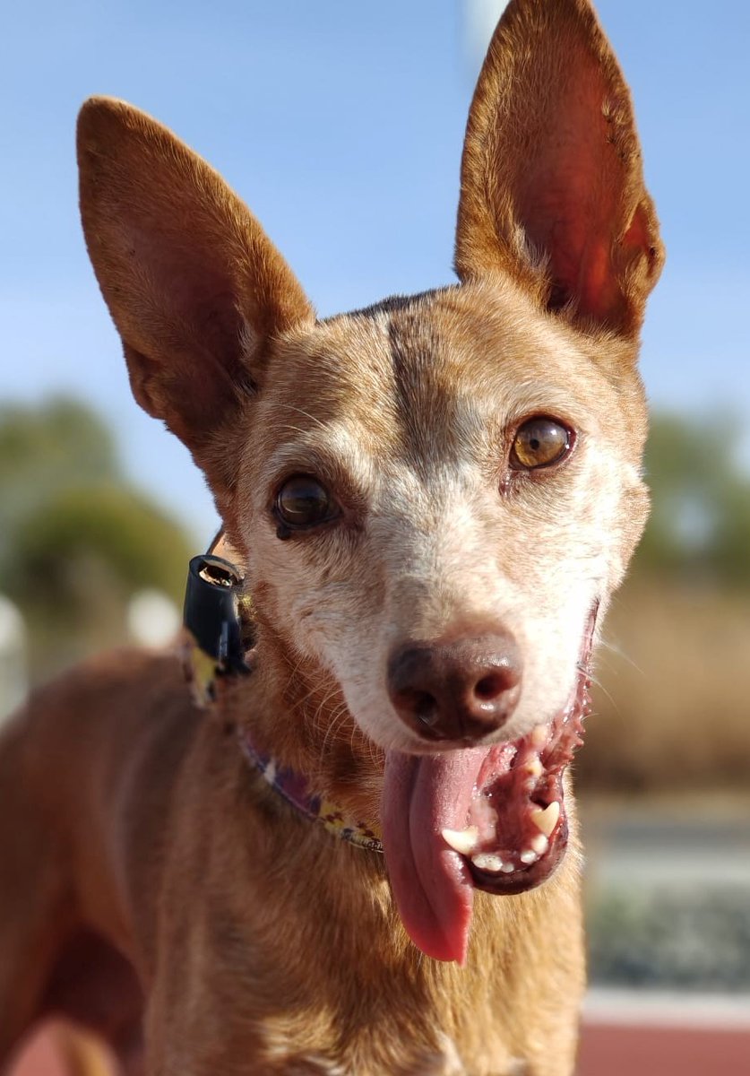 SosAbuelos1's tweet photo. #Cáceres
Este bellezón de 11 años, es #CANELI y fue abandonada por su ¿¿familia??
Tiene mucha vitalidad, le encanta dar paseos y está acostumbrada a vivir en una casa, es muy limpia y educada. Caneli tiene todavía mucha vida, es alegre y muy muy cariñosa.
De tamaño medianito, unos 10 kilos. Caneli busca familia
Contacto Refugiosanjorge@gmail.com