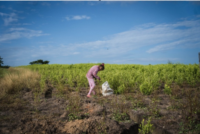 La reciente descertificación de Colombia por parte de 🇺🇸 no solo tiene efectos políticos y en relaciones bilaterales; también tiene impacto económico en territorios como El Catatumbo

🗒️ En esta entrada 👇 se analizan algunos de estos efectos económicos.
derechoeconomico.uexternado.edu.co/economia-y-pol…
