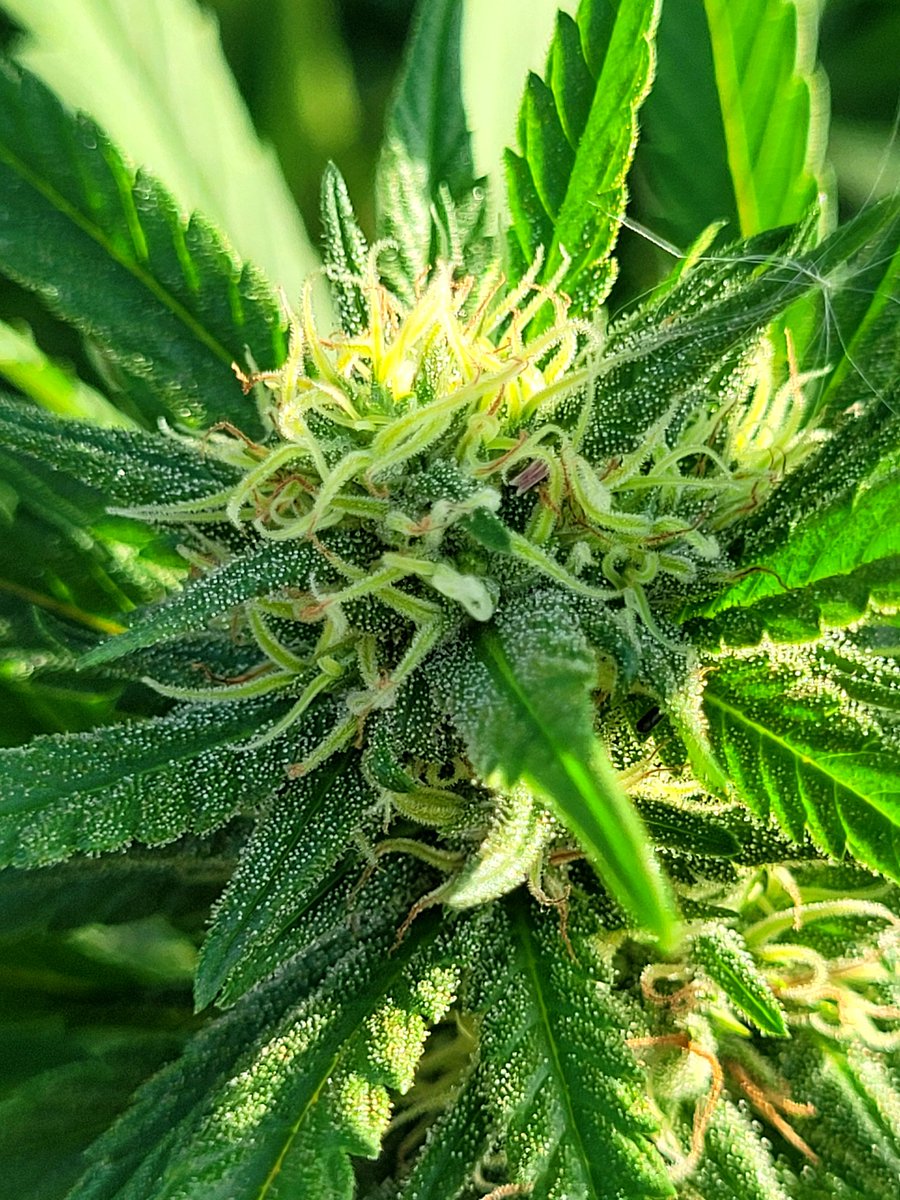 Sofía Jiménez | Metsa Rabi✨️ tweet media