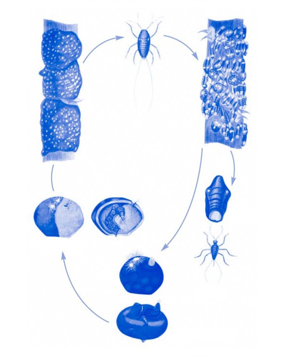 “Life Entangled — The Secret Story of Shellac” é uma instalação sonora dos artistas Yasuhiro Morinaga e Robert Millis, que investiga conexões entre o mundo humano e não-humano. Venham assistir na 6.ª-feira, 26 setembro, às 19h30 no <a href="/tba_lisboa/">Teatro do Bairro Alto</a> 👉 teatrodobairroalto.pt/pt/evento/life…