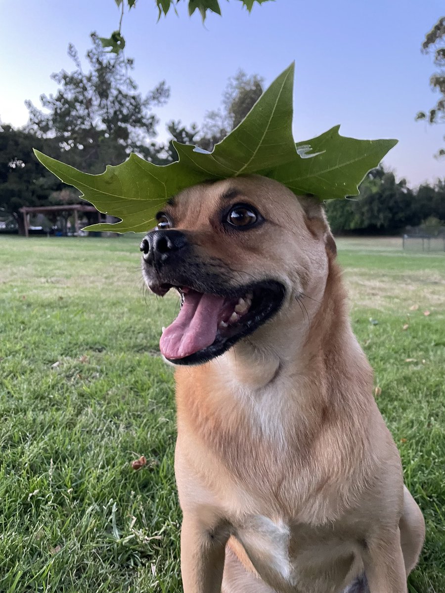 limones de lulu tweet media