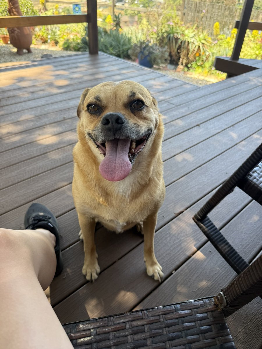 limones de lulu tweet media