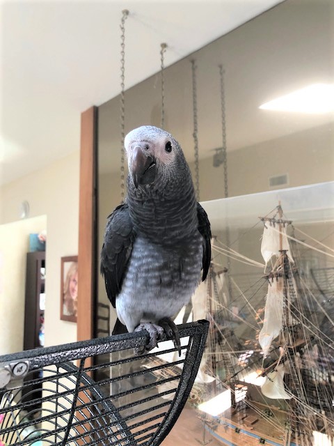 It's National Pet Bird Day, so today, we will celebrate our Kirby. He is a four-year-old African Grey Parrot and he talks A LOT. 
#BirdsofTwitter #TaterTotSquad