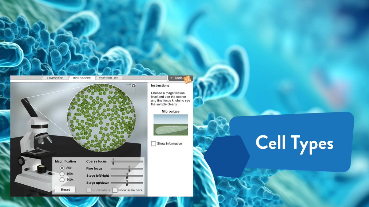 ExploreLearning's tweet image. 🔬September 17 is International Microorganism Day!
Discover the tiny world of germs, microbes, and life under the microscope ✨ in our Cell Types Gizmos. Explore it now! bit.ly/4pyJqr8

#InternationalMicroorganismDay #CellTypesGizmos #STEMLearning