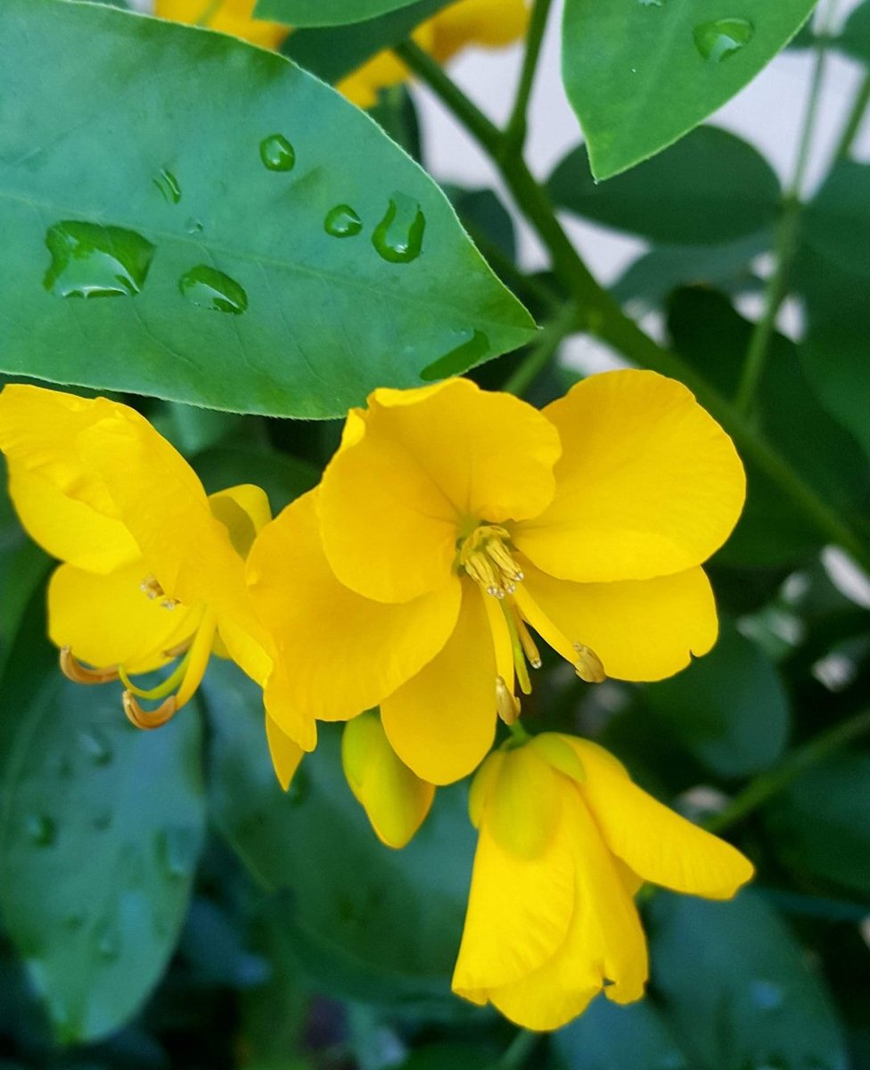 Maria Lea tweet media