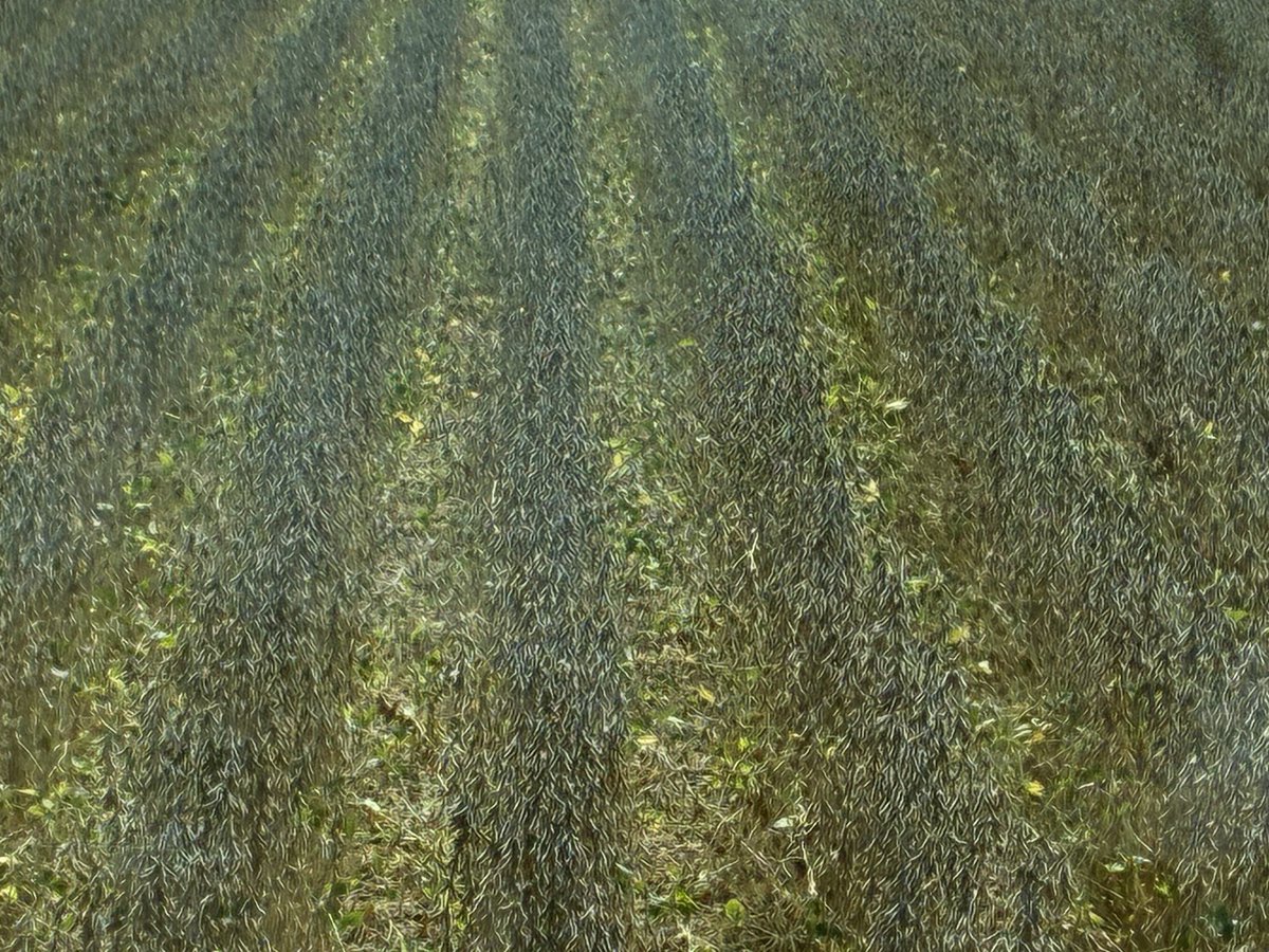 Tom Walsh tweet media