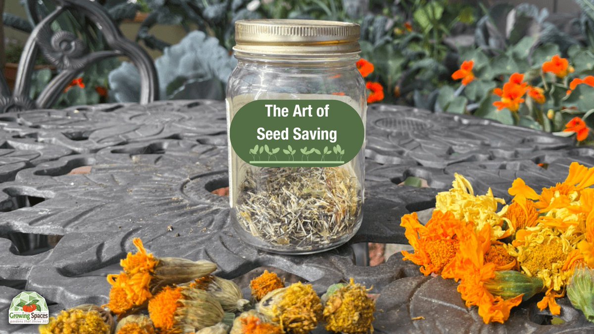 Discover seed saving techniques to preserve greenhouse-grown heirlooms and open-pollinated plants, ensuring stronger harvests season after season. 🌱

growingspaces.com/blog/the-art-o…+

#seedsaving #growfood #GrowingSpaces #domegrown