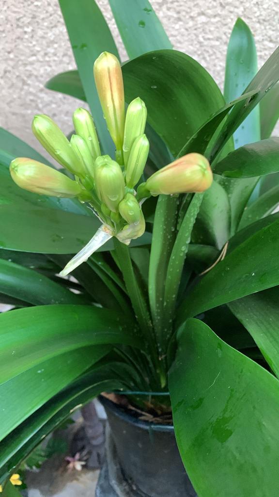 Катерина Галич tweet media