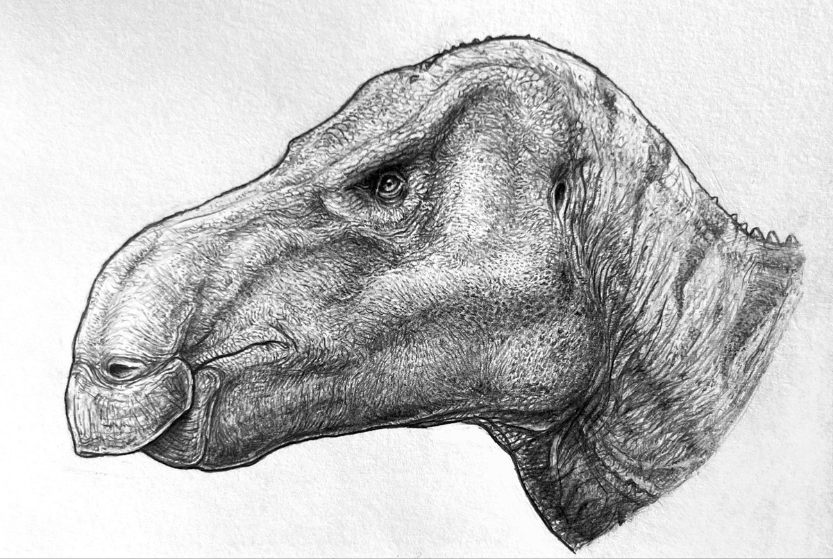 Iguanodon bernissartensis