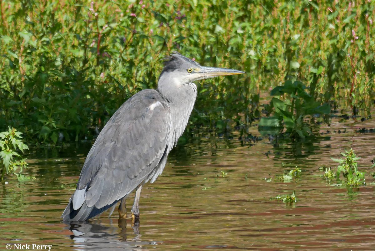 Nick (@nickyperry82) on Twitter photo A grey Heron <a href="/LisvaneLlanRes/">Lisvane & Llanishen Reservoirs</a>
For #WaderWednesday
#TwitterNatureCommunity
#birdphotography
#NatureTherapy 🏴 A grey Heron <a href="/LisvaneLlanRes/">Lisvane & Llanishen Reservoirs</a>
For #WaderWednesday
#TwitterNatureCommunity
#birdphotography
#NatureTherapy 🏴