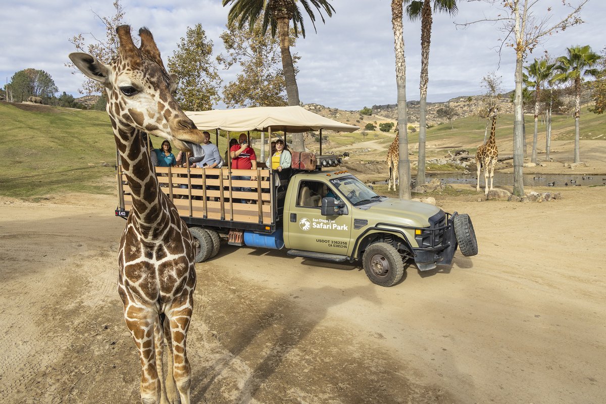 It’s a family adventure made easy! Meet animals from around the world, get tips from expert staff, and discover conservation stories on every path at <a href="/sdzsafaripark/">San Diego Zoo Safari Park</a>. Book today to connect with conservation.🦒