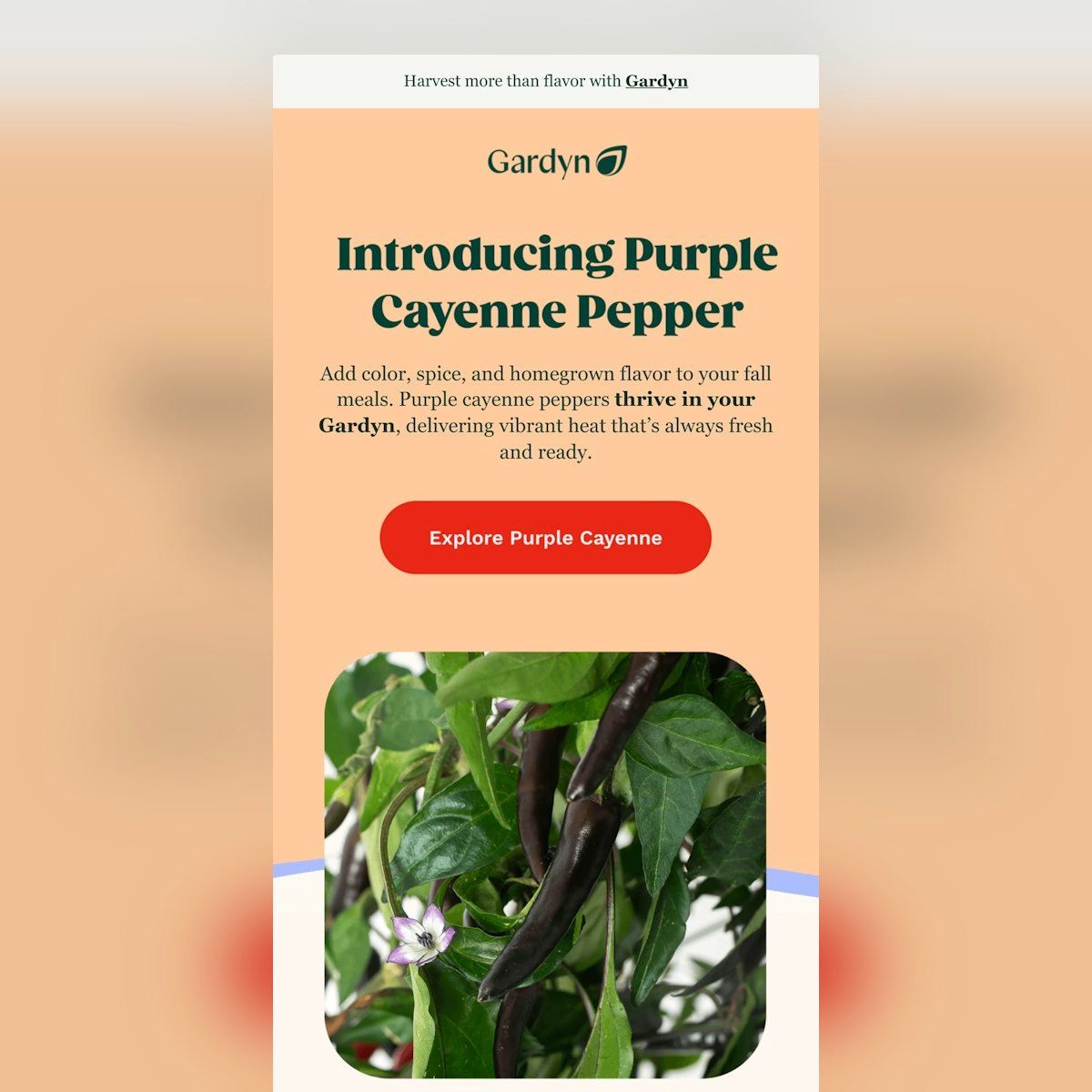 emaillove's tweet image. Love the vibrant, seasonal feel of the warm background color and bold photography enhancing the peppers 🌶️. The oversized CTAs drive clicks, but adding text-based buttons for accessibility would be a plus. Visual hierarchy shines, focusing on the product story. #designwins