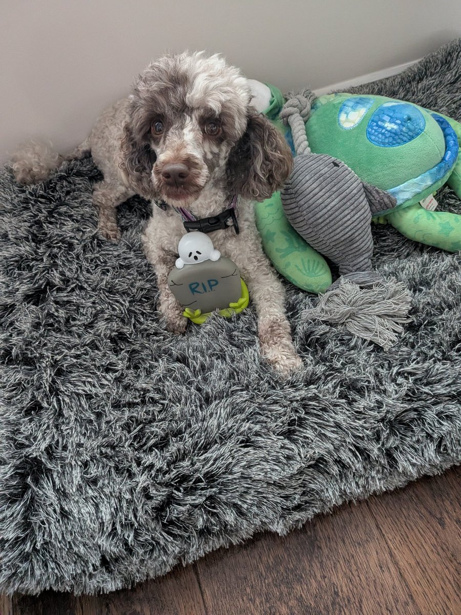 The pups are well and truly embracing spooky season 👻🎃