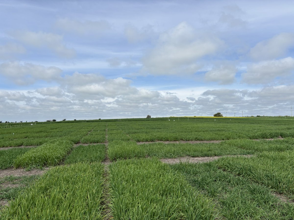 maria pardo tweet media