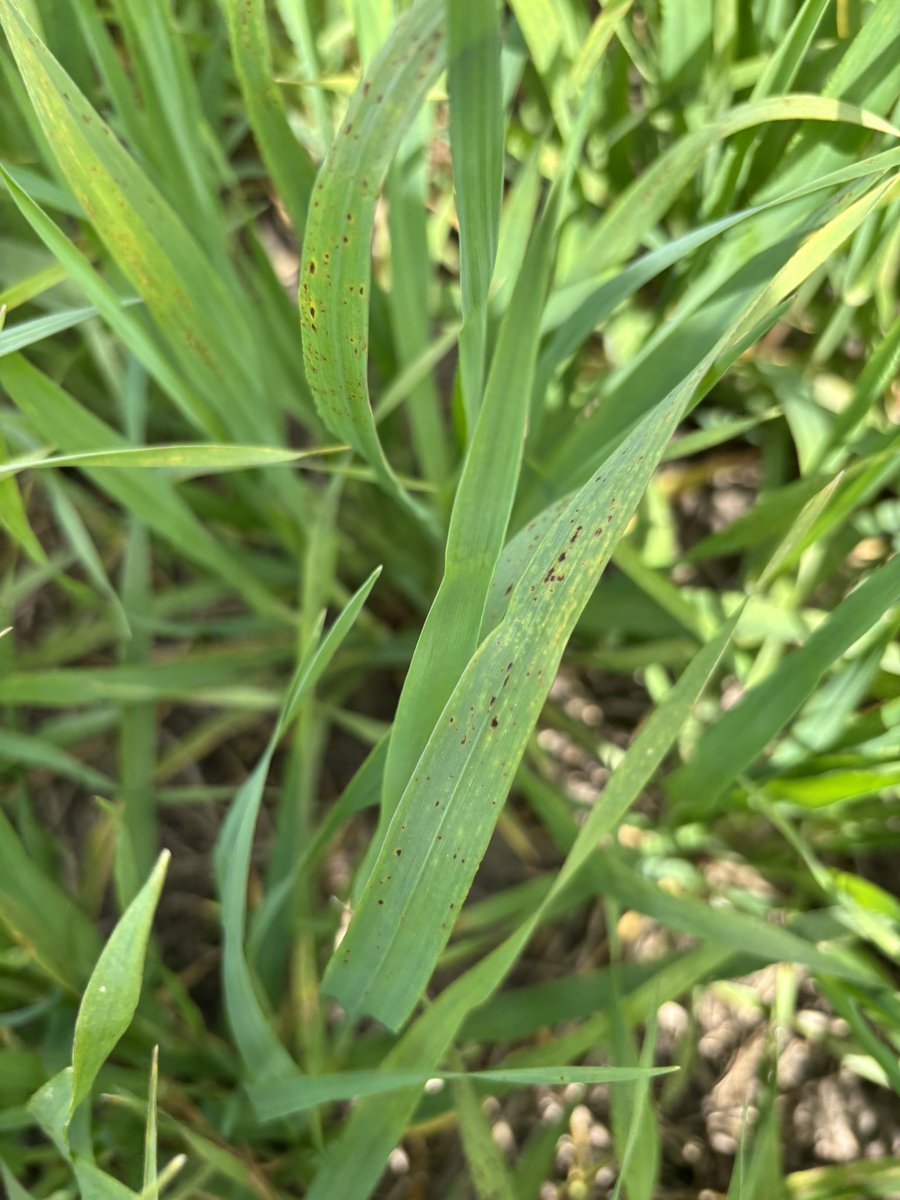 maria pardo tweet media