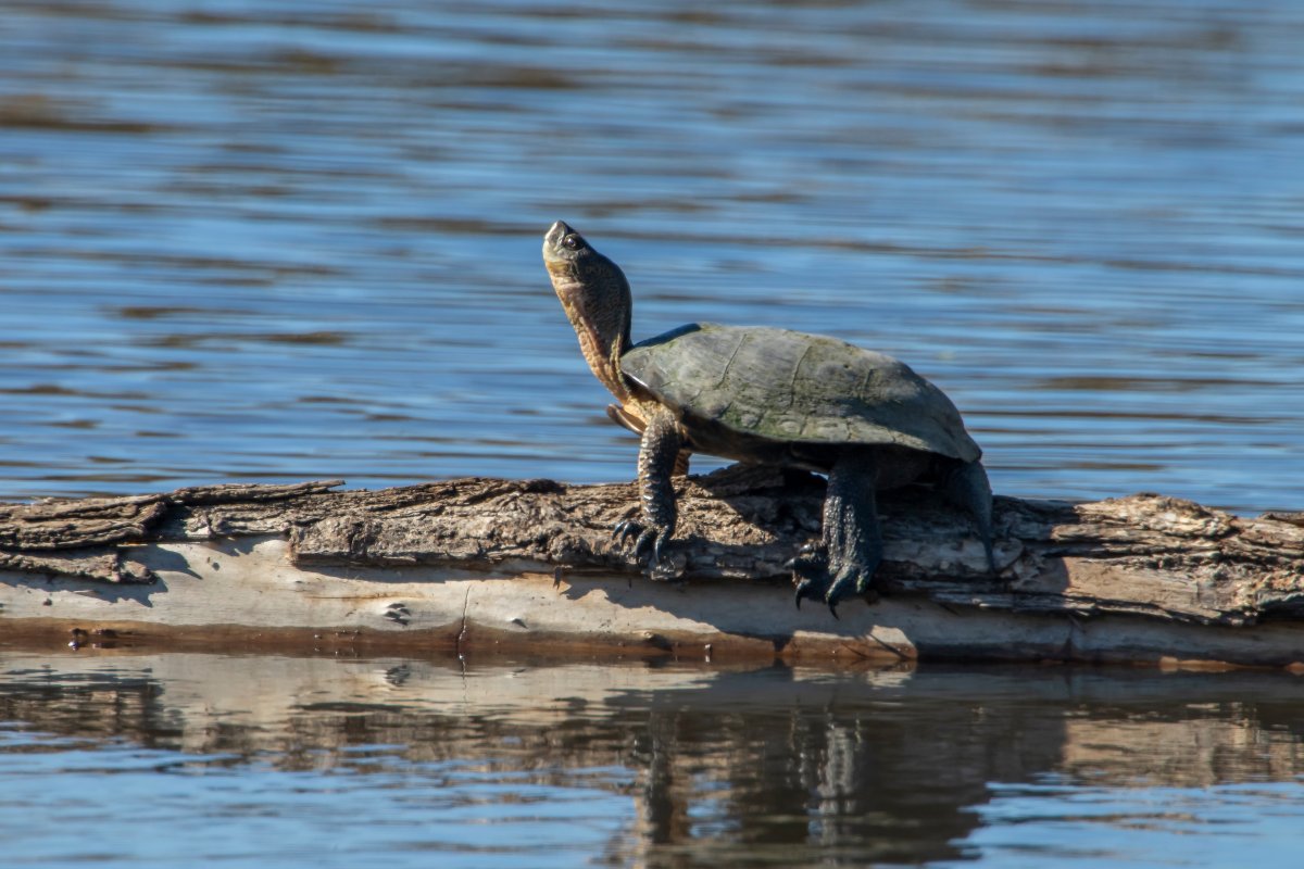 It’s not all waterfowl in California rice fields. 🌾🐢 

The Western Pond Turtle — the state’s only remaining freshwater turtle — is finding refuge here too.