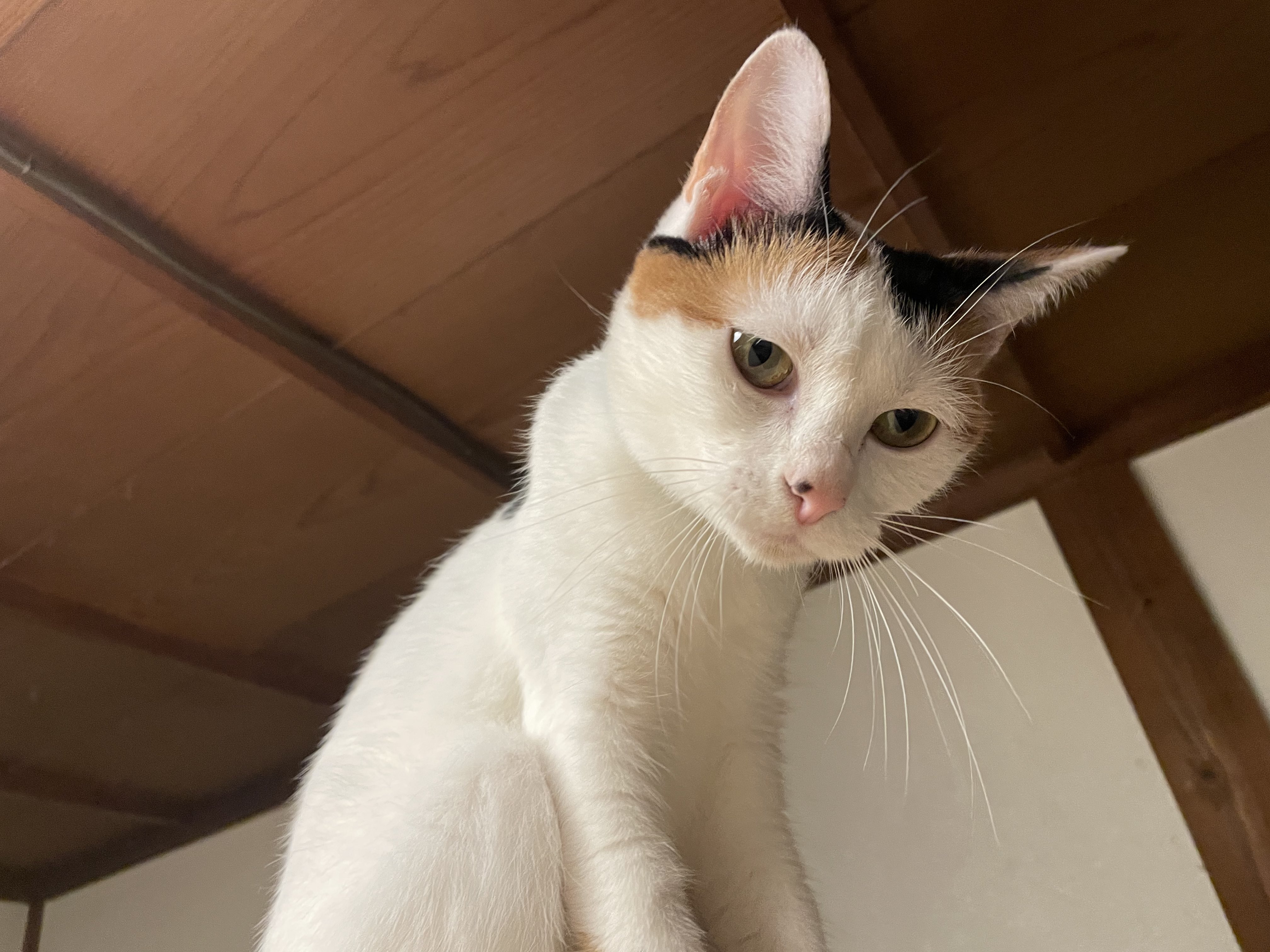 にゃんちくだいすきくらぶ on X: 