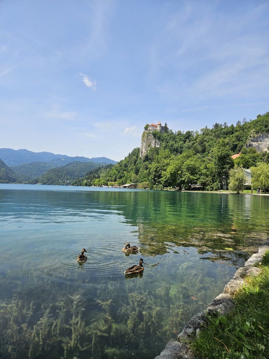 "Tranquil waters, castle views, and a trio of ducks enjoying paradise."