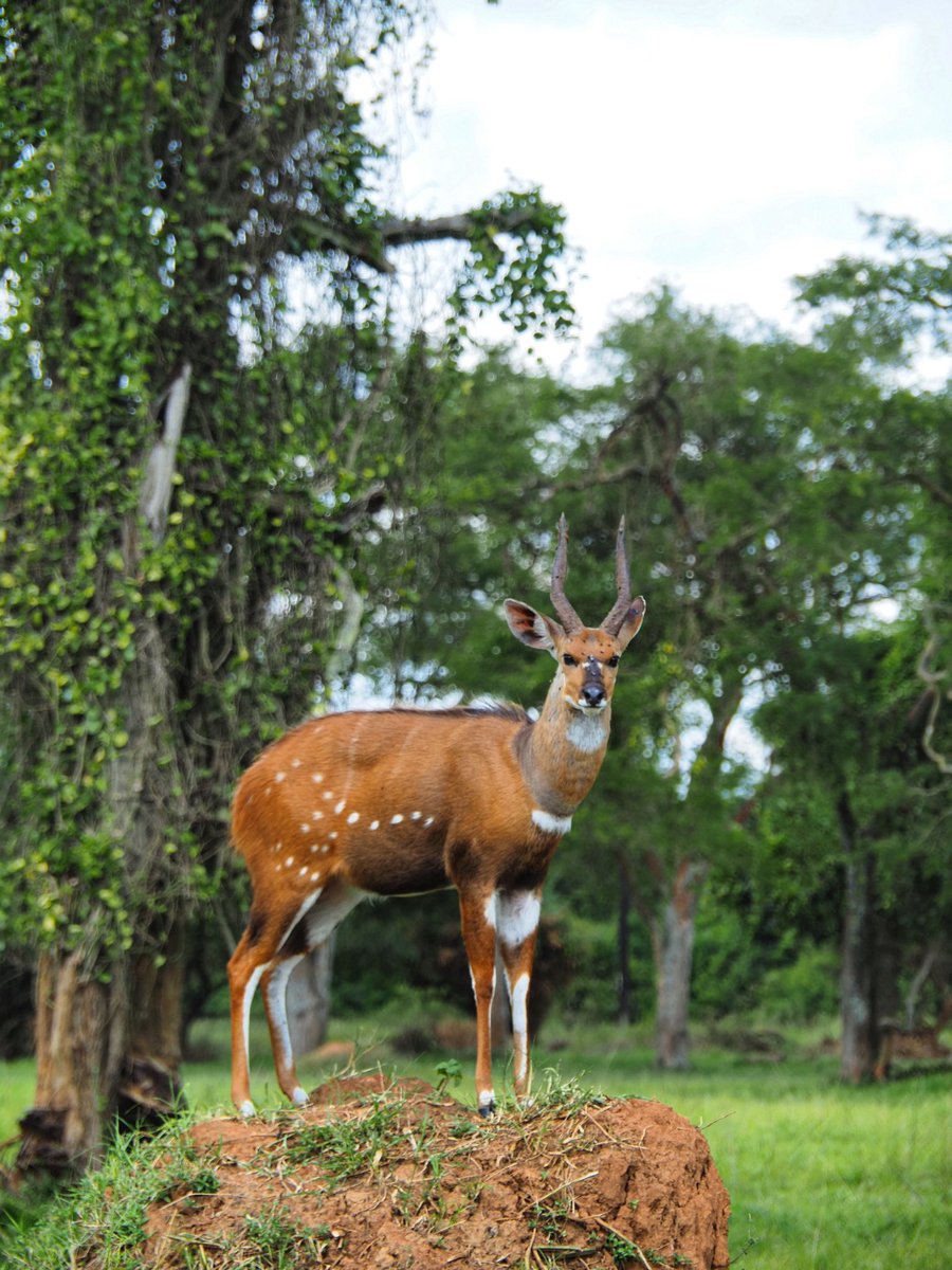 🌿✨ Rencontre sauvage au cœur du Queen Elizabeth National Park 🇺🇬
Le majestueux Guib harnaché (Bushbuck), avec ses taches blanches et ses cornes élégantes, s’est offert à nous dans toute sa splendeur. 🦌
🌍 Explore and enjoy with Tanganyika Links Tours
📲 +25776119310 #safari