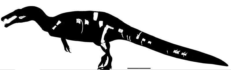 JoschuaKnuppe's tweet photo. New paper was just published, it is a revision of Camarillasaurus, describing new material, confirming it to be a spinosaur and declaring Protathlitis a undiagnostic chimera. I reworked my old Suchomimus sketch for the press release, paper link below! https://t.co/fzzCSRUYrU