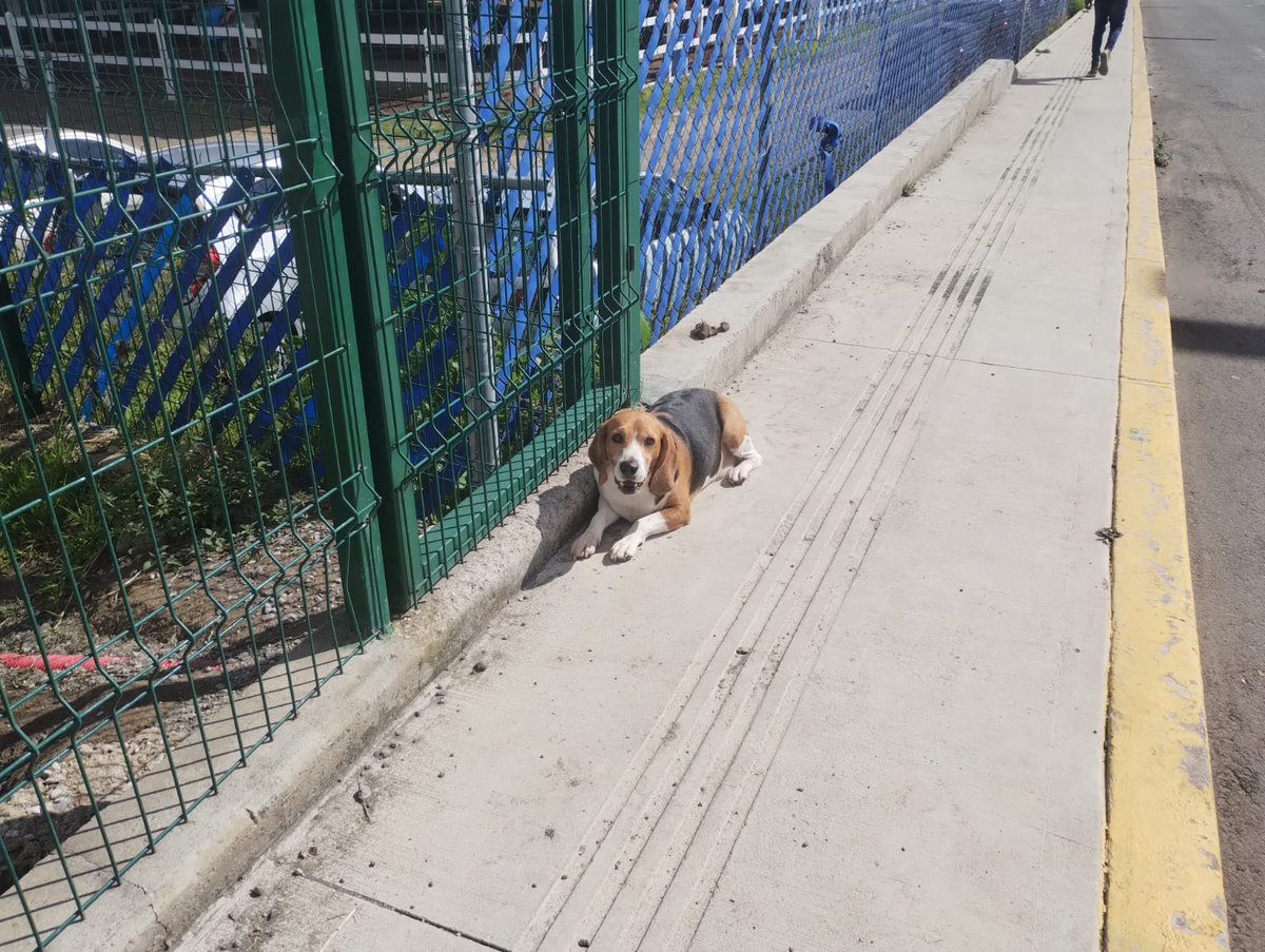 Daniel_orba's tweet photo. #Puebla
#ServicioSocialPuebla
🆘 AYUDA 🆘 
Este perrito está atrás de CFE CAPU, se muestra nervioso y con miedo, @laredcincoradio https://t.co/mkoS0RqAhn