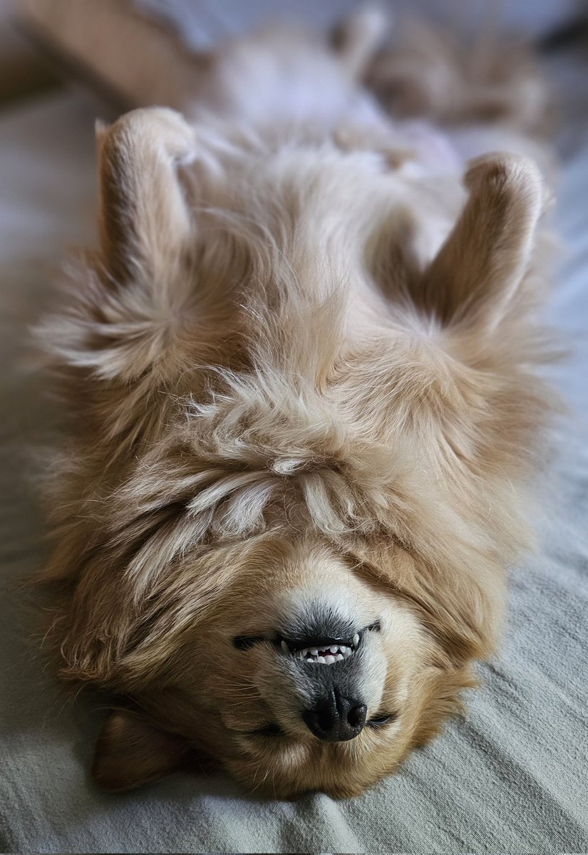 shiho_v's tweet photo. Good morning 🌄 
She's still sleepy... 😴 🥱 

#doglover #cutedog #Chibi 
#cutepet #dogmom #puppy 
https://t.co/UFq31jX5Ym https://t.co/w11qrBErVg