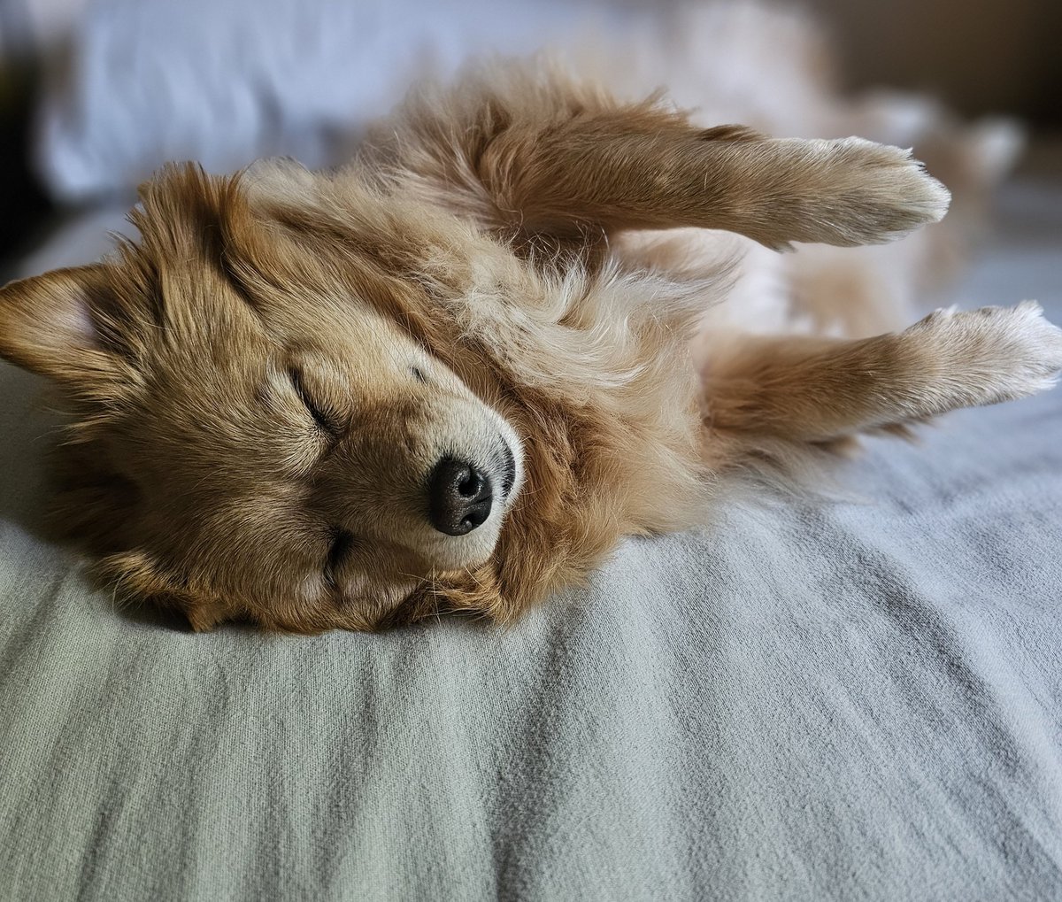 Good morning 🌄 
She's still sleepy... 😴 🥱 

#doglover #cutedog #Chibi 
#cutepet #dogmom #puppy 
instagram.com/chibibabychan/