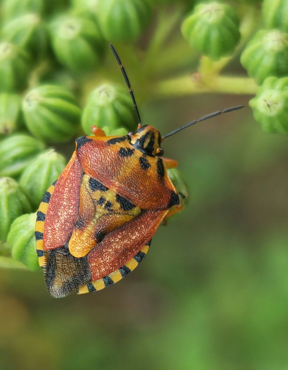 mstf_entomology's tweet image. Photos of some true bugs from my collection

1. Halyomorpha halys
2. Carpocoris pudicus
3. Coreus marginatus
4. Gonocerus acuteangulatus