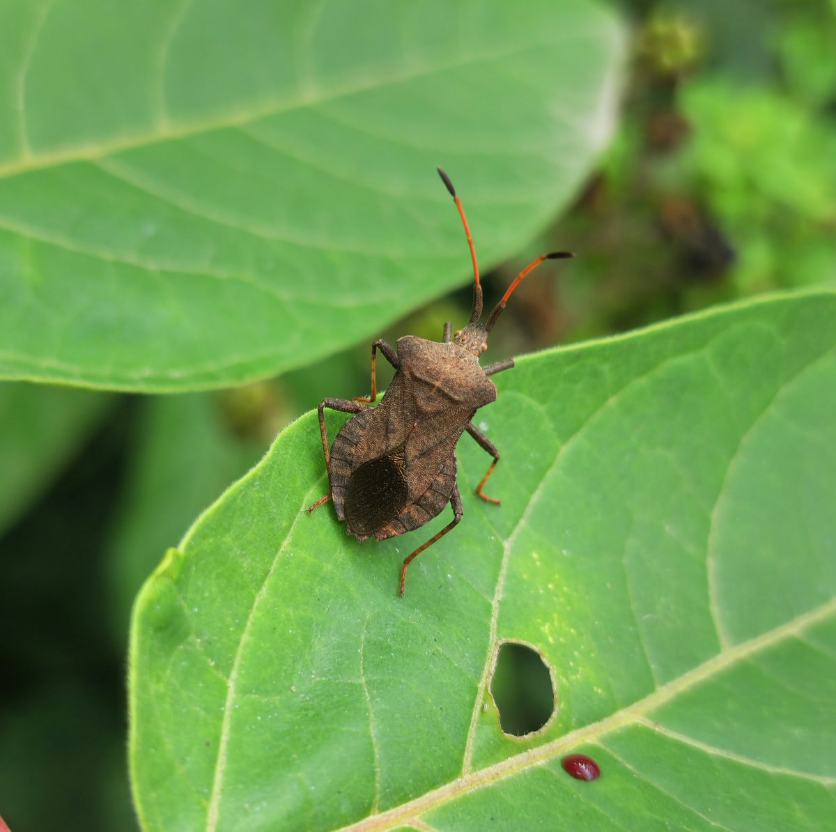 mstf_entomology's tweet image. Photos of some true bugs from my collection

1. Halyomorpha halys
2. Carpocoris pudicus
3. Coreus marginatus
4. Gonocerus acuteangulatus