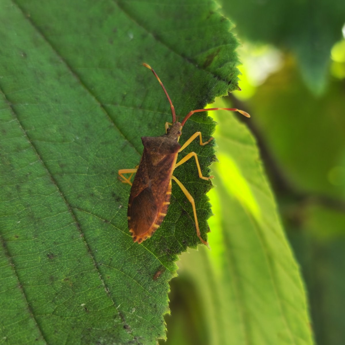 mstf_entomology's tweet image. Photos of some true bugs from my collection

1. Halyomorpha halys
2. Carpocoris pudicus
3. Coreus marginatus
4. Gonocerus acuteangulatus