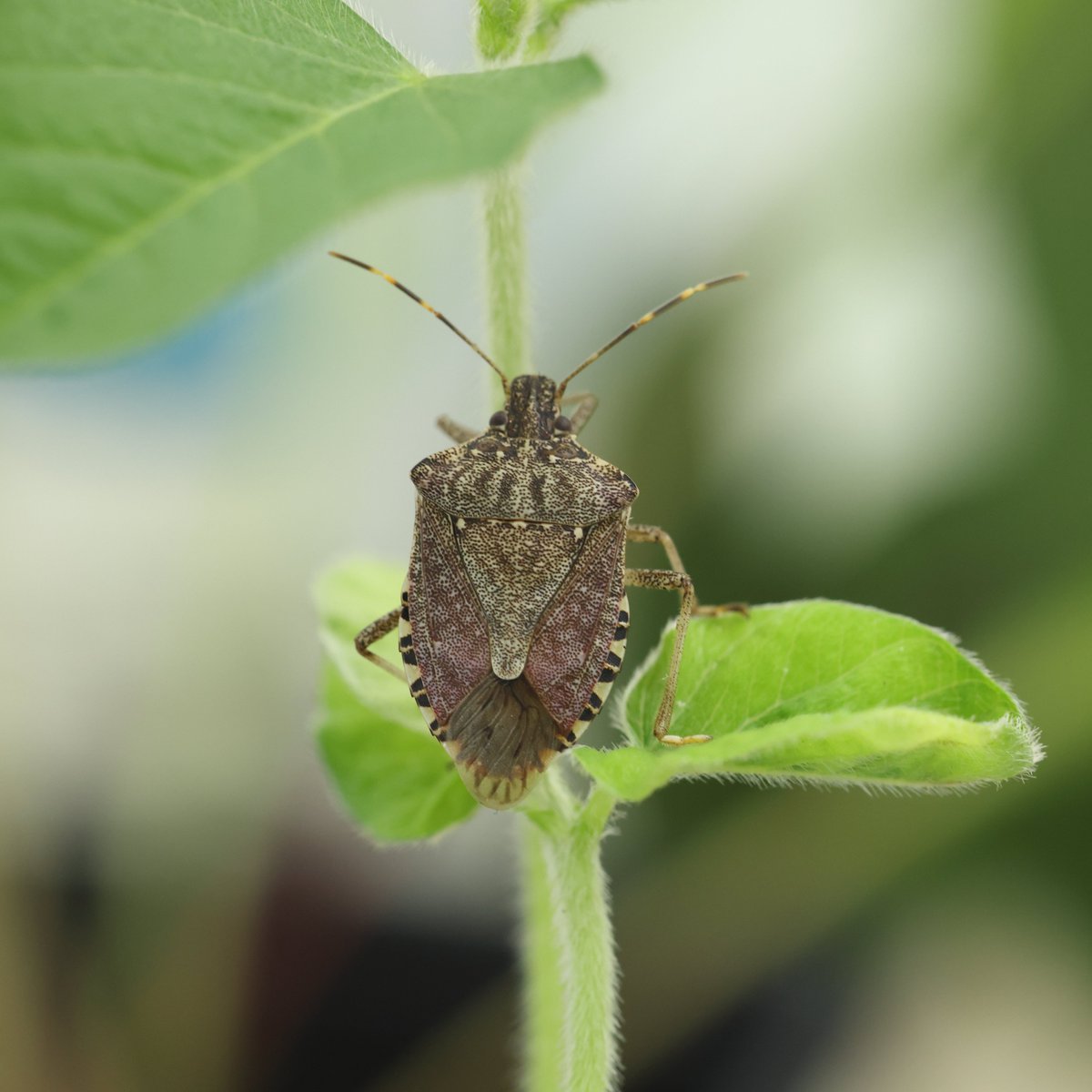 mstf_entomology's tweet image. Photos of some true bugs from my collection

1. Halyomorpha halys
2. Carpocoris pudicus
3. Coreus marginatus
4. Gonocerus acuteangulatus