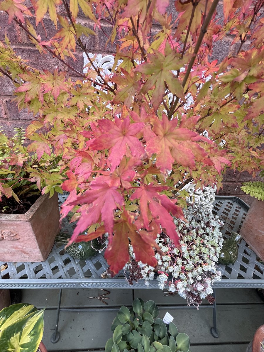 My acer bonsai group is showing off its autumn tints. #gardening #gardeninglife
