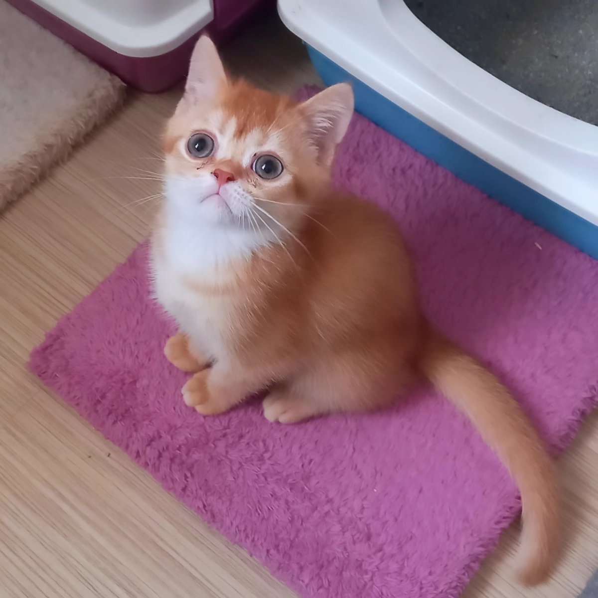 WimpyCatHouse's tweet photo. Tobi
British Shorthair Red Golden
Erkek
Bilgi için DM
Çorlu

#britishshorthair #babycat #yavrukedi #cat #cats #kedisahiplendirme #cinskedi #cinskedisahiplendirme #cinskedisahiplendirmeplatformu #catpictures #catlover #kediseverler #kedisevgisi #kedisahiplenme #çorlukedi #çorlu https://t.co/x9NhQN1CZn