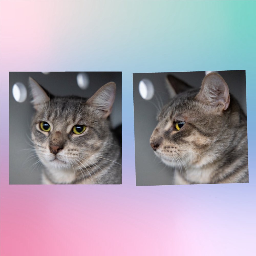 Kimberlykokourt's tweet photo. NEVADA NEEDS A PLACEMENT BY THURSDAY SEPTEMBER 18, 2025 BY 12PM: Hello, my name is Nevada . #nevada: My animal id is #ID234649. I am a male gray tabby/white #cat at the #QueensACC. The shelter thinks I am about 3 years 3 weeks old. #CatsOfX #NYCACC #Donate #SaveNevada #Adopt RT https://t.co/jlPIdfN5Iz