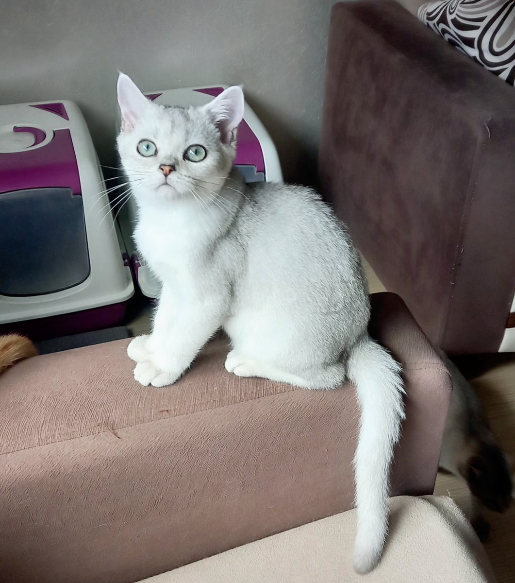 WimpyCatHouse's tweet photo. Federic 
British Shorthair Black Silver
Erkek
Bilgi için DM
Çorlu

#britishshorthair #babycat #yavrukedi #cats #kedisahiplendirme #cinskedi #cinskedisahiplendirme #cinskedisahiplendirmeplatformu #catpictures #catlover #kediseverler #kedisevgisi #kedisahiplenme #çorlukedi #çorlu https://t.co/LQxXwS3ujS