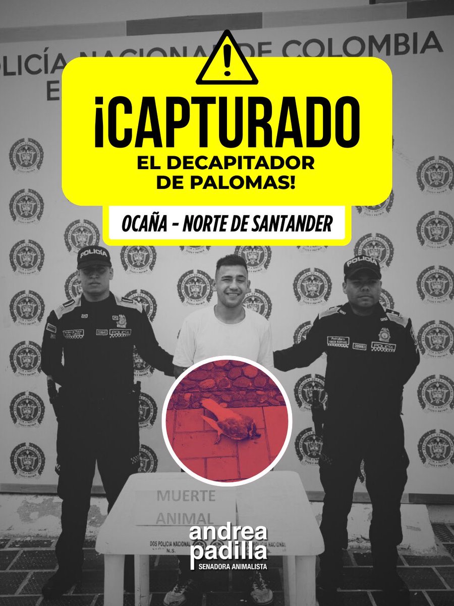 #LeyAngel | ¡Todos los animales merecen protección y justicia! En Ocaña fue capturado el delincuente que matab4 palomas arrancándoles la cabeza.

Va 🧵