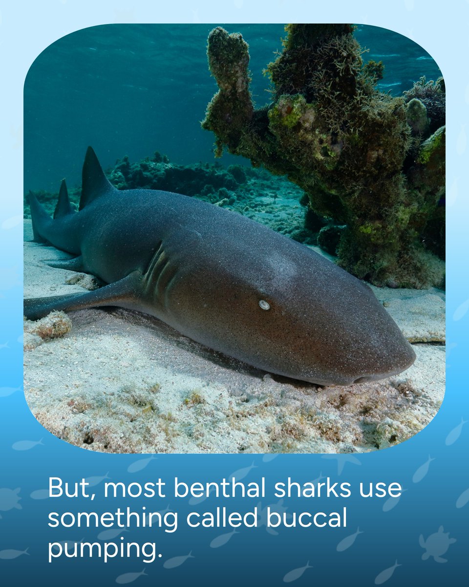 Wave_Browser's tweet image. 🦈 Myth: All sharks must keep swimming to survive.
🧠 Fact: Some species can actually rest on the ocean floor.
Understanding our oceans means breaking the myths that hold us back.

#OceanFacts #SharkFacts #WaveBrowser #SaveOurOcean #PlasticFreeOcean #EcoEducation