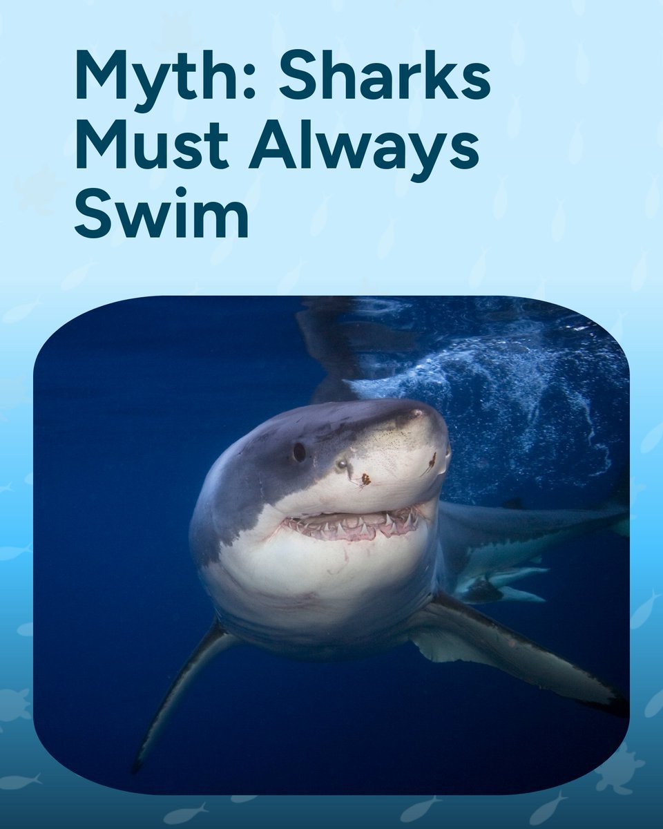Wave_Browser's tweet image. 🦈 Myth: All sharks must keep swimming to survive.
🧠 Fact: Some species can actually rest on the ocean floor.
Understanding our oceans means breaking the myths that hold us back.

#OceanFacts #SharkFacts #WaveBrowser #SaveOurOcean #PlasticFreeOcean #EcoEducation